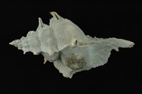 藏品(岩石芭蕉螺)的圖片